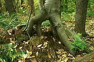 Stump