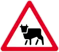 Cattle crossing