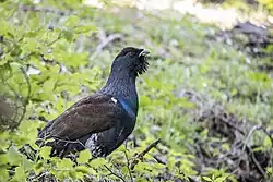 Western capercaillie, Belluno