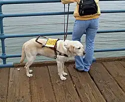 Working dog