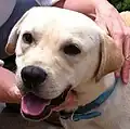 Labrador Retriever dog