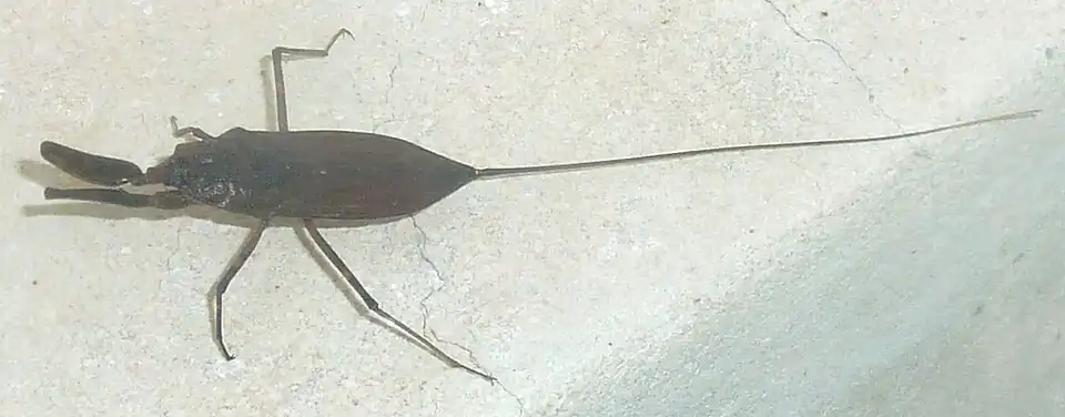 Nepidae have a tail-like siphon or breathing tube, which in some species like this Laccotrephes can be even longer than the body[15]