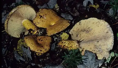 The gills, normally cream to dull yellow, stain purple when bruised.