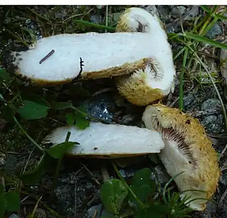 Young specimens are bearded on the cap margin.
