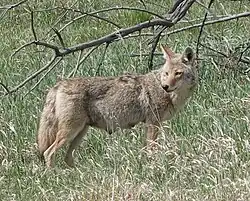 Lactating Coyote, with noticeable teats