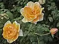 'Lady Huntingfield.' Scented 10-cm flowers, very recurrent on a low bush. Werribee Park photo.