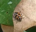 Coleomegilla maculata maculata