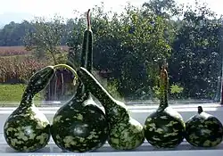 five gourds
