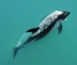 Peale's dolphin