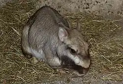 Gray viscacha