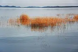 Rushes