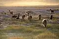 Llamas in the desert