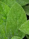 Closeup of a young green fuzzy leaf