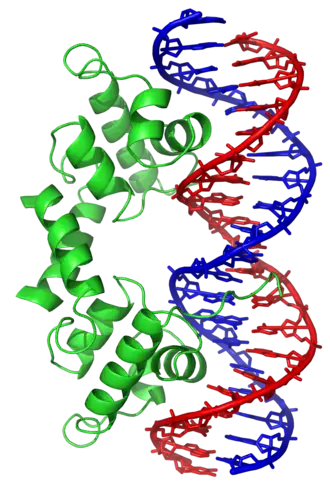 Ribbon diagram of the lambda repressor dimer bound to DNA.