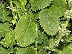 Basal leaves