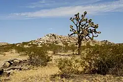 An image of a semi-desert landscape