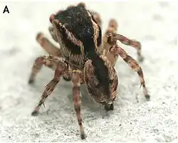 male L. tertius