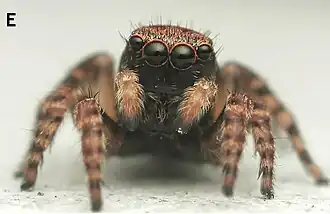 female L. tertius
