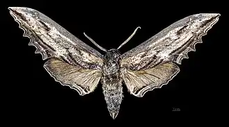 Male Langia zenzeroides nawai
