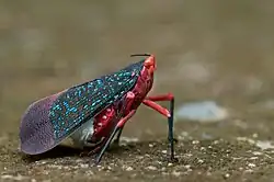 Kalidasa sp.