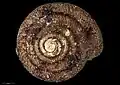 Above view of holotype