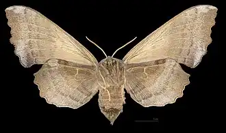 A female poplar hawkmoth, viewed from the front