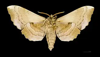 A male poplar hawkmoth, viewed from the front