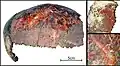 Burial 23 - The skullcap was painted red and used as funerary receptacle.