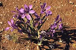 Lapeirousia barklyi growth habit
