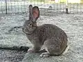 A brown rabbit sitting in a grassy pen