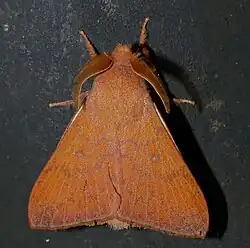 Odonestis vita