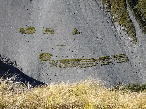 European larch planted for erosion control on a scree slope in Canterbury, New Zealand