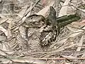 at Bharatpur, Rajasthan, India.