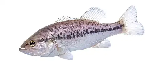 Largemouth Bass (Micropterus salmoides)