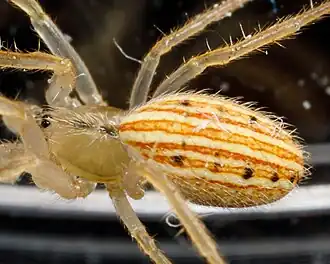 L. borealis