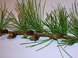 Larix decidua male cones, Scotland