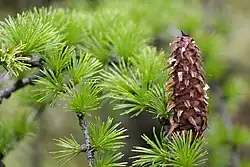 Larix griffithii foliage and cone, Sikkim