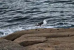 Great black-backed gull, Burela, Lugo, Galicia