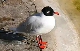 Mediterranean gull