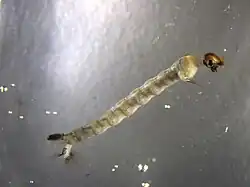 Cylindrical looking larva