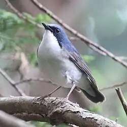 A Siberian blue Robin on a branch in a forest in Japan.
