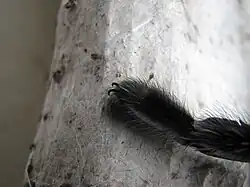 Blue hue of a species of tarantula (450&nbsp;nm ±&nbsp;20&nbsp;nm)