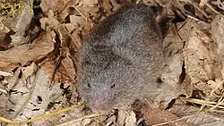 Brown vole