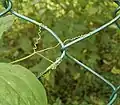 Tendrils of Lathyrus odoratus (sweet pea)