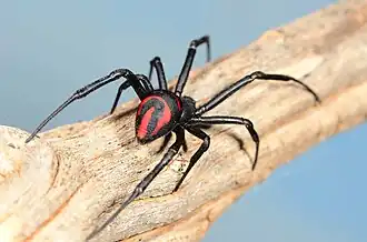 Female L. cinctus from South Africa