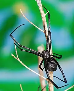 dark female
