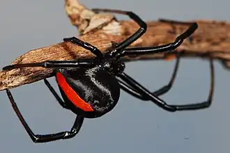 female