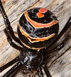 female