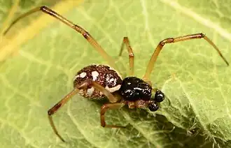 male