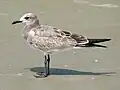 Juvenile starting molt to first-winter